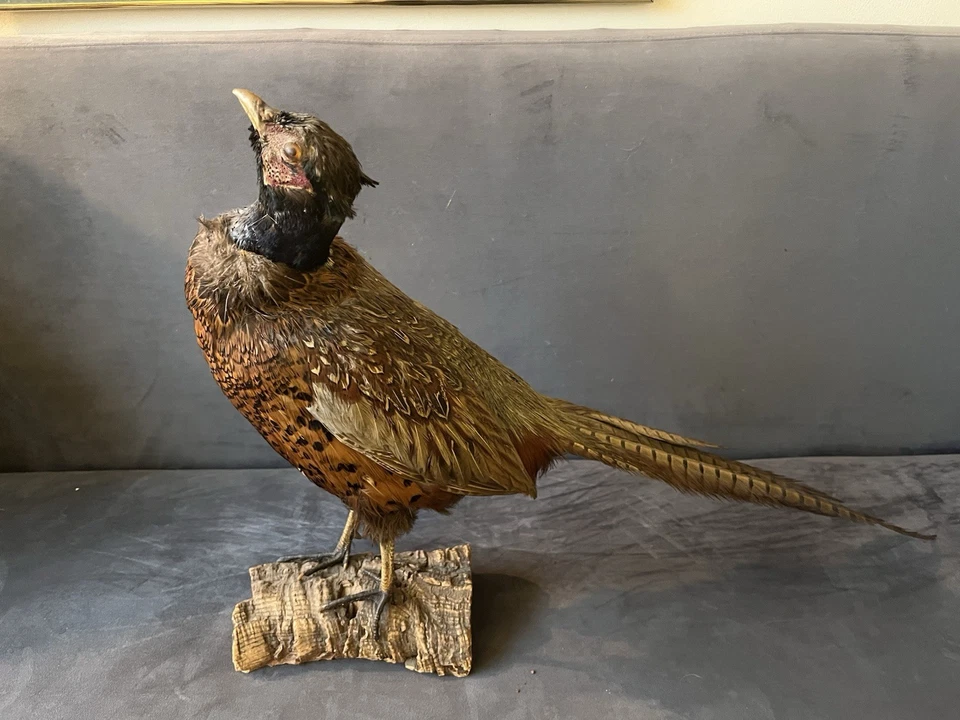 Taxidermia faisán cuello anillado sobre soporte de madera con base de madera a la deriva Foto 2 de 4