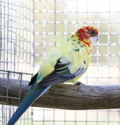 nanday parakeet price