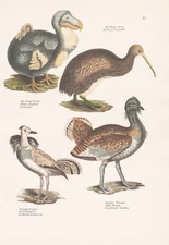 Otis Hubara Dodo Kiwi Dudu Cucullatus Bird Lithograph Schinz 1830