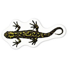Aufkleber Sticker "Salamander" (DW035753)
