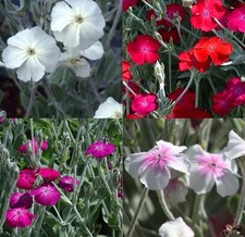 Lychnis Coronaria 🌸 Mix 100 Seeds White Pink Neon Red Rose Campion