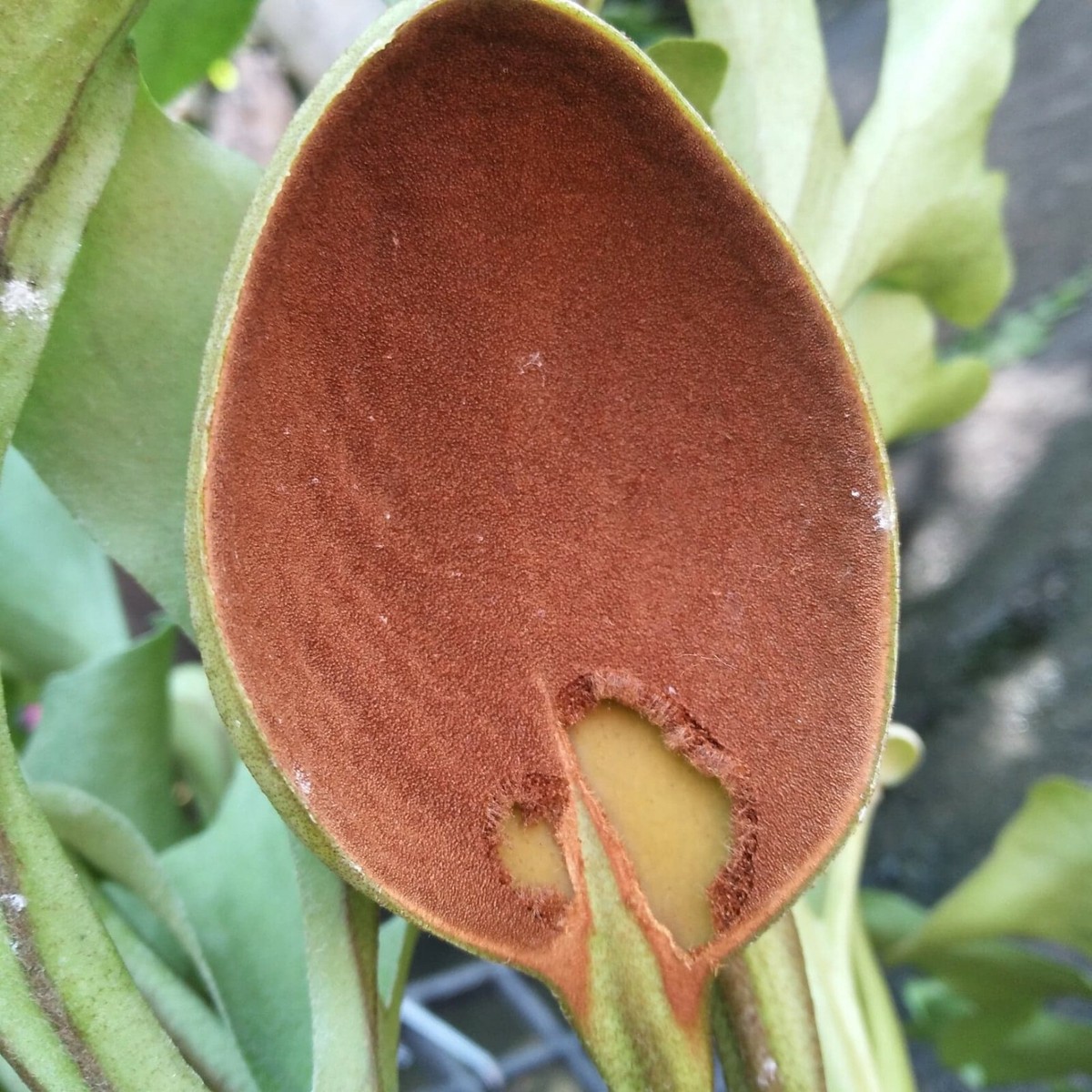 mi〜　ビカクシダ　P. ridleyi Pakarang Spore Spores of Platycerium ridleyi Wide Staghorn Fern Species