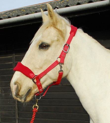 Personalised Anatomical Horse Headcollar & Leadrope Set - Wizard Design - Picture 3 of 4