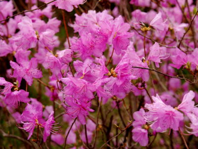 Rhododendron mucronulatum RHODODENDRON Seeds! | eBay
