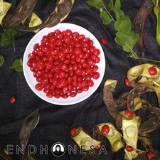 The Saga Tree ADENANTHERA PAVONINA Red Lucky Seeds Rare and Fresh Tropical