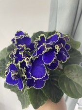 African Violets Two Freshly Cut Leaves