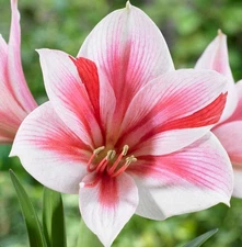 Easy to Grow Amaryllis Gervase Plant Bulb Indoor Holiday Outdoor Zones 9-11