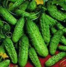 Cucumber Backyard Pickler    250 seeds