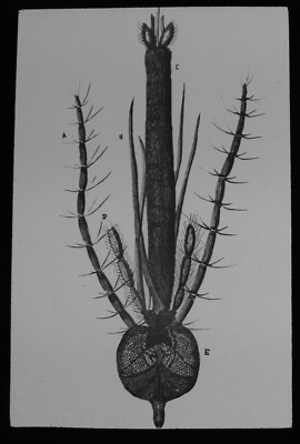 Magische Laternenfolie KOPF EINER WEIBLICHEN MÜCKE UM 1910 ILLUSTRATION INSEKTENSTUDIE 