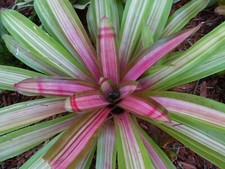 Neoregelia VARIEGATED MARTIN Bromeliad one tropical plant MEDIUM 