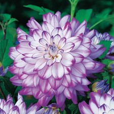1 - Dinnerplate Dahlia WHO DONE IT Flower Bulb Tuber Clump VERY DECORATIVE