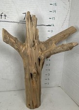 Driftwood Pine Taxidermy terrarium Beach House Decor Centerpiece