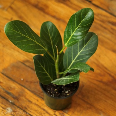 Ficus Benghalensis 'Audrey'