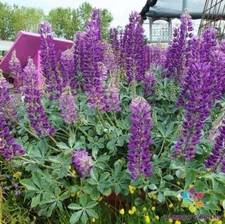 25+ Cobb Mountain Lupine Seeds for Garden Planting - USA - FREE SHIPPING!
