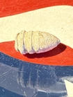 Dug Civil War 💥 🇺🇸 💣 58 Cal Sharps Ringtail Bullet Scarce