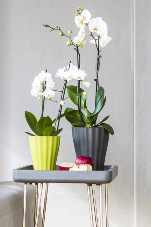 Orchideentopf Orchideenübertopf Übertopf Ø 16 und 13 cm - Bild 2 von 4