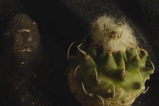 Turbinicarpus schmiedickeanus rubriflorus succulent cactus