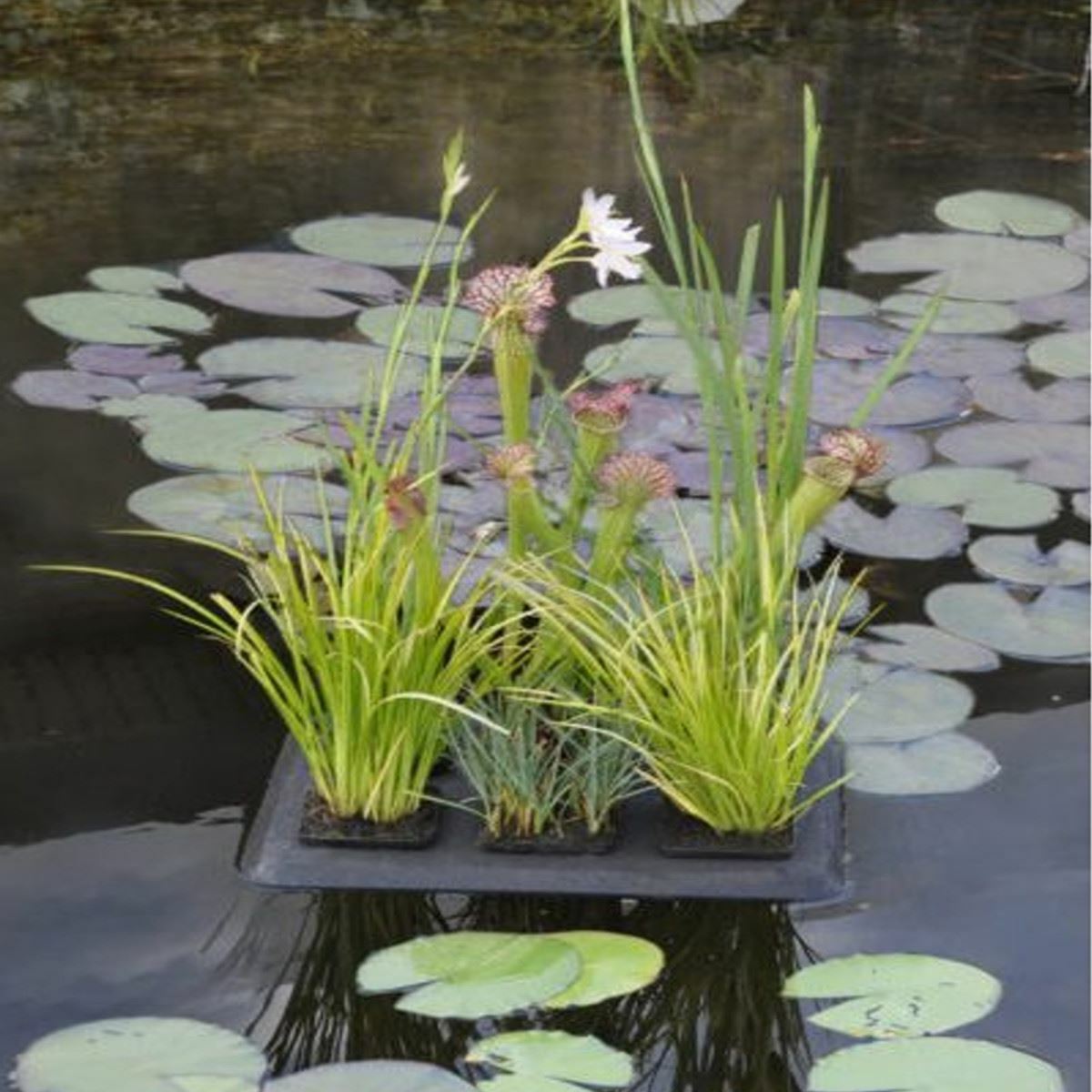 VELDA FLOATING PLANT OASIS POND WATER PLANTING BASKETS PLANTER ISLAND