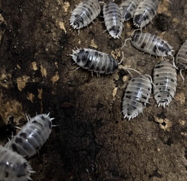 25+ Dairy Cow Isopods P.laevis 🐞 EntoScapes Live Food Bio Terrarium Clean Up eBay
