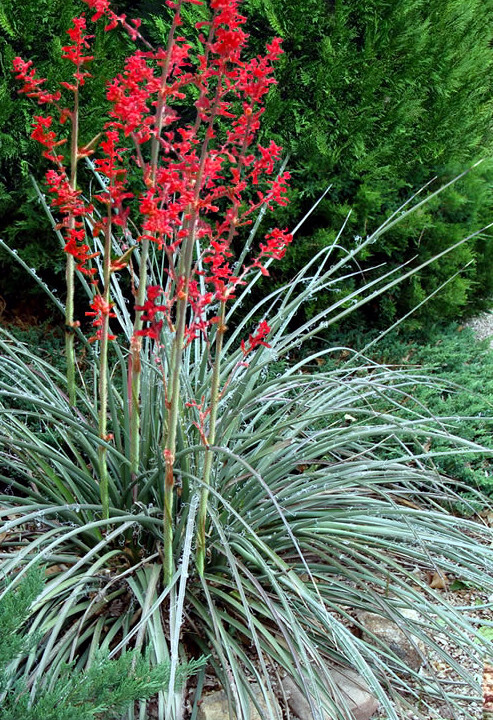 25 RED YUCCA SEEDS (Hesperaloe parviflora) Hummingbird