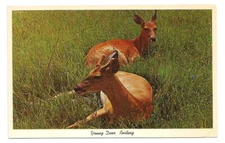Beechwood MI Postcard Michigan Greetings Deer