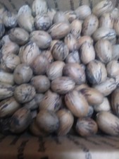 texas pecans