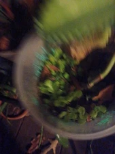 mother of thousands plant Small