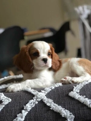king charles cavalier puppies for sale gumtree