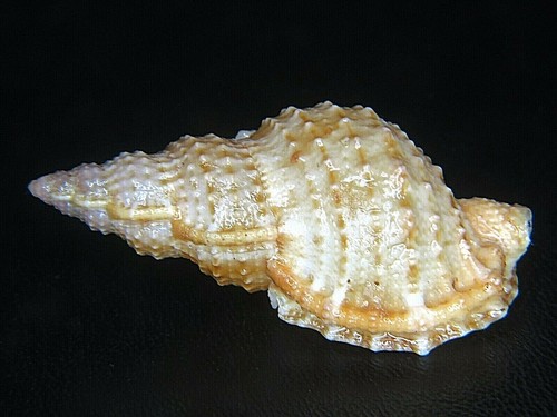 BURSA GRANULARIS: LARGE PHILIPPINE SPECIMEN @ 46.8MM!