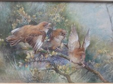 Charles Henry Clifford Baldwyn watercolour painting of birds signed