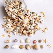 1200 Pcs Tiny Sea Shells Mixed Ocean Beack Spiral Seashells for Fish Tank