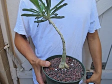 Adenium swazicum Succulent