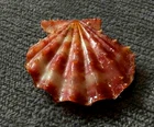 Mirapecten mirificus 26.5mm GEM  intense Maroon-red color  Collection"