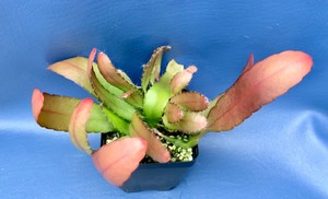 PSEUDORHIPSALIS-RAMULOSA-IN-A-4-034-POT-SEED-GROWN-CACTUS-PLANT