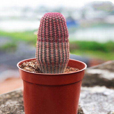 High10cm Succulent cactus plants Echinocereus rigidissimus rubispinus Plants