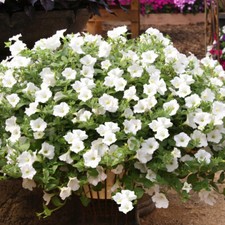 Petunia seёds, 5000 seёds, Petunia Snow Globe, Petunia a granel, reliquia-752+TRACK