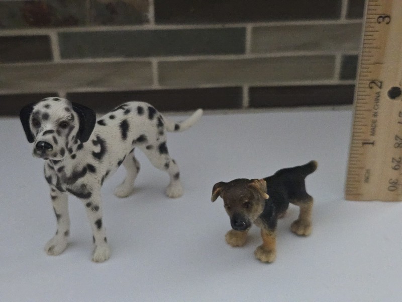 Schieich Dalmatian And Mountain Dog