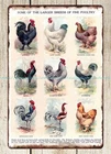 1918 chicken poster Chicken breeds Poultry metal tin sign old vintage signs
