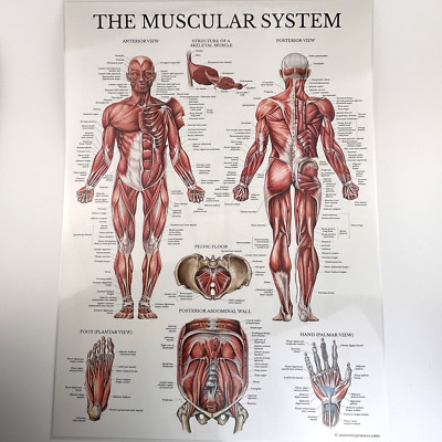 Muscular & Skeletal Systems Poster Laminated Two Sided Anatomy Fitness Quickfit