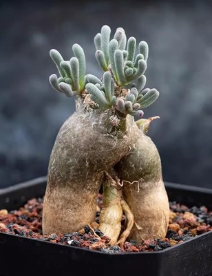 1.5CM-4CM Succulent Cactus Plant Phyllobolus Tenuiflorus Cactaceae Rare Cactus