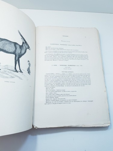 ENCYCLOPEDIE D'HISTOIRE NATURELLE - CARNASSIERS - Dr. Chenu / (seconda metà 800) - Picture 13 of 20