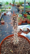 Euphorbia iharanae succulente cactus piante grasse caudex