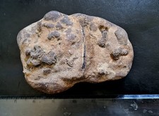 Unidentified Long Wafer Thin Fossil Bone preserved in Matrix Nodule - Pterosaur?