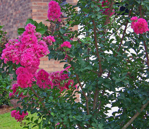 50 Samen Kreppmyrte (Lagerstroemia indica), Lagerstrmie, Bonsai,  Sptblher | eBay