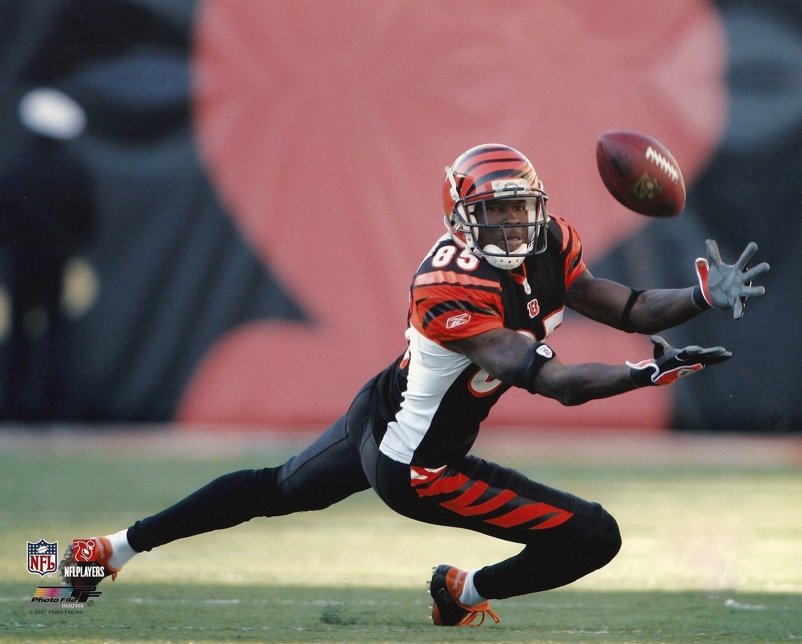 CHAD JOHNSON BENGALS STAR WIDE RECEIVER GREAT ACTION 8X10 eBay