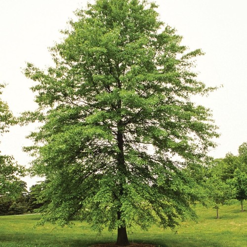 3 Pin Oak Tree 12-24" Quercus palustris Bare Root Starter Plant | eBay