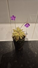 Mexican Butterwort Pinguicula Carnivorous Plant
