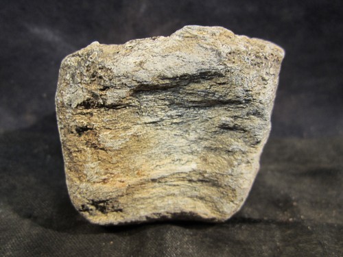 Dinosaur Bone Mosasaur Vertebrae Bone North Sulphur River Texas, US - Picture 2 of 9
