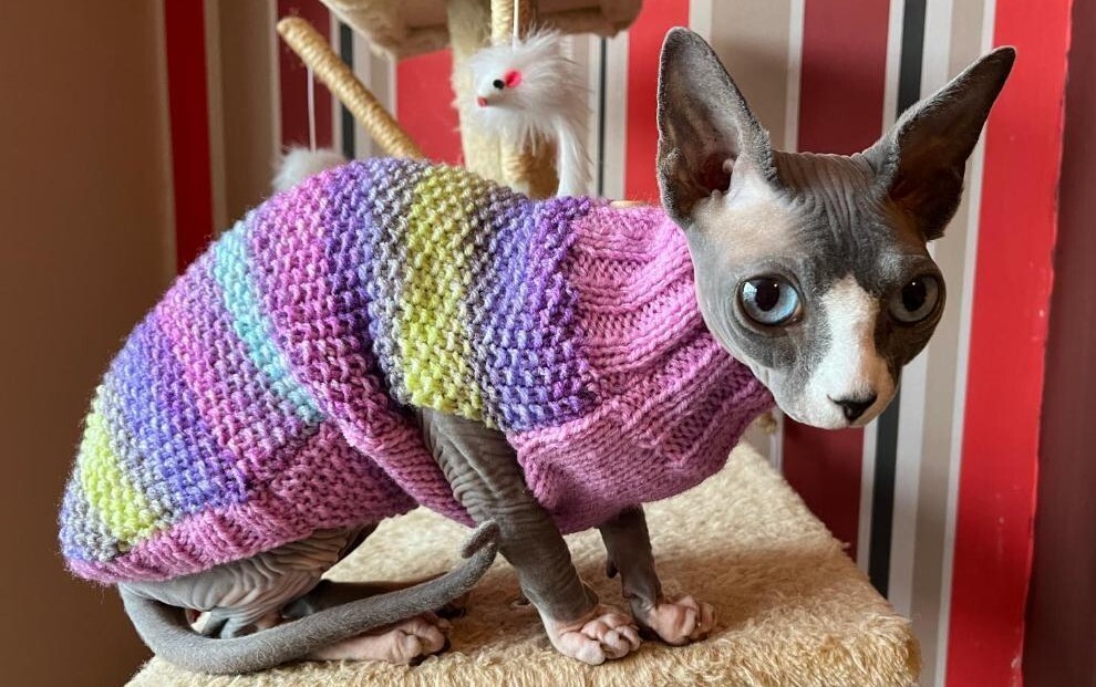 Sphynx Cat Free Knitting Patterns For Cat Sweaters 12