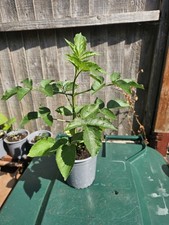 Elder Tree Sapling C 40cm Inc Pot